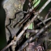 iguana_helmut_map_v_0006_cos0196.jpg